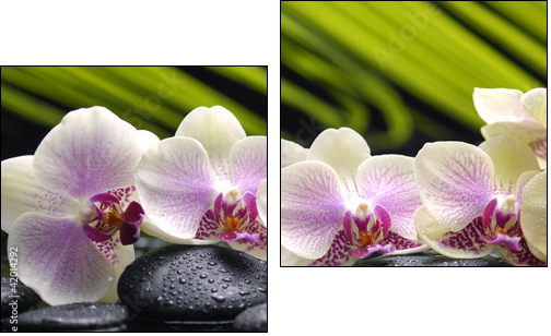 Set of branch orchid with stones- palm leaf background - Two-piece canvas, Diptych