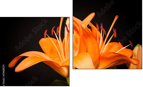 lilies on a black background - Two-piece canvas, Diptych