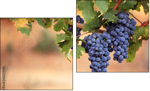 Large bunches of red wine grapes on vine - Two-piece canvas, Diptych