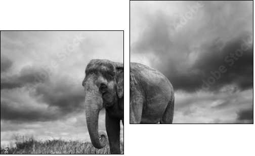 Elephant - Two-piece canvas, Diptych