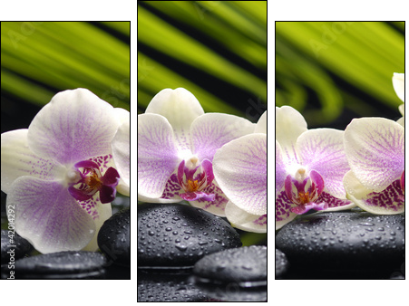 Set of branch orchid with stones- palm leaf background - Three-piece canvas, Triptych
