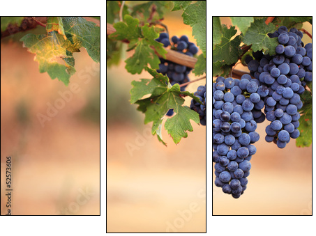 Large bunches of red wine grapes on vine - Three-piece canvas, Triptych