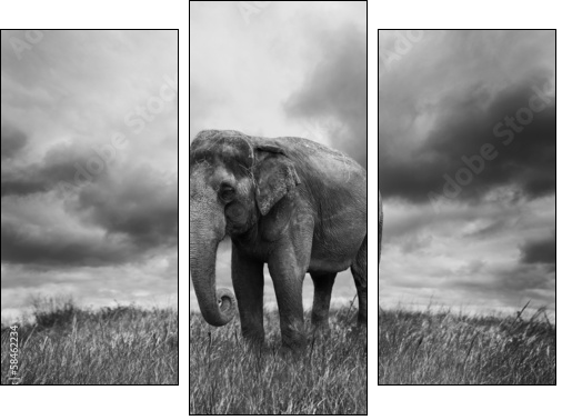 Elephant - Three-piece canvas, Triptych