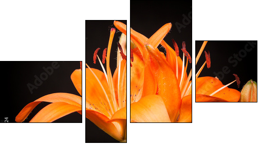lilies on a black background - Four-piece canvas, Fortyk