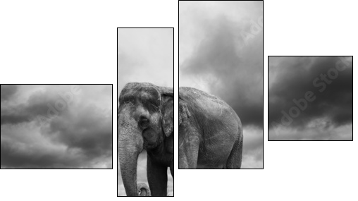 Elephant - Four-piece canvas, Fortyk