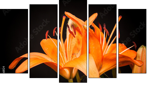 lilies on a black background - Five-piece canvas, Pentaptych