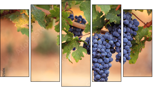 Large bunches of red wine grapes on vine - Five-piece canvas, Pentaptych