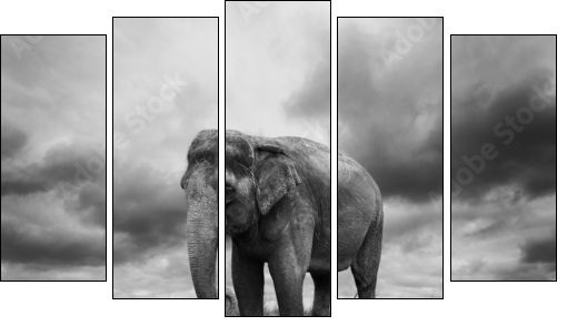 Elephant - Five-piece canvas, Pentaptych