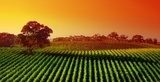 Coucher de soleil flamboyant sur vignoble