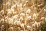 Douceur automnale et lumière naturelle