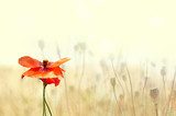 Éclat de coquelicot en lumière douce