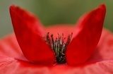 Éclat rouge au cœur vibrant