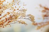 Élégance éphémère en beige