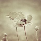 Élégance florale en sépia