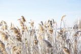 Élégance hivernale des roseaux givrés