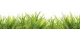 Éveil printanier en herbes lumineuses