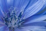 Explosion bleue en macro