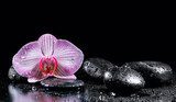 Harmonie zen avec orchidée et pierres