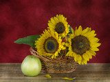 Rayons de tournesols sur fond carmin