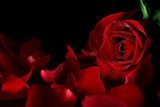 Rouge profond sous pluie de perles