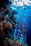 Vie marine colorée sur fond océanique
