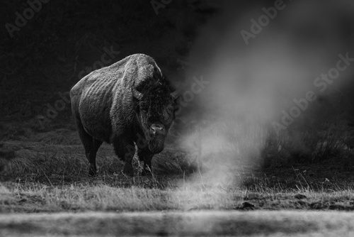Bison majestueux en plaine brumeuse