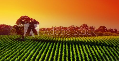 Coucher de soleil flamboyant sur vignoble