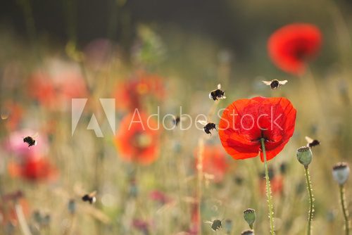 Douce harmonie florale et lumière dorée