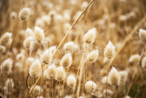 Douceur automnale et lumière naturelle