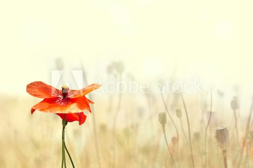 Éclat de coquelicot en lumière douce