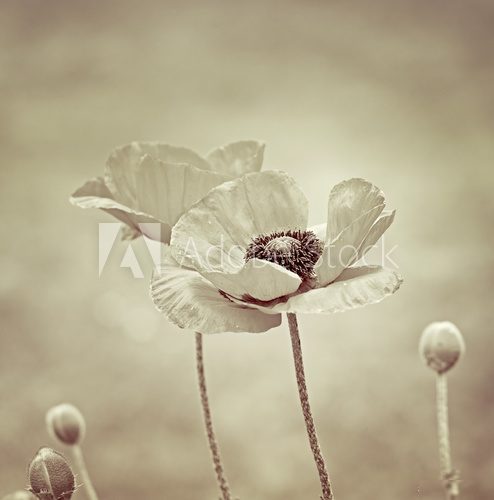 Élégance florale en sépia