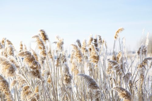 Élégance hivernale des roseaux givrés