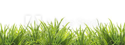 Éveil printanier en herbes lumineuses