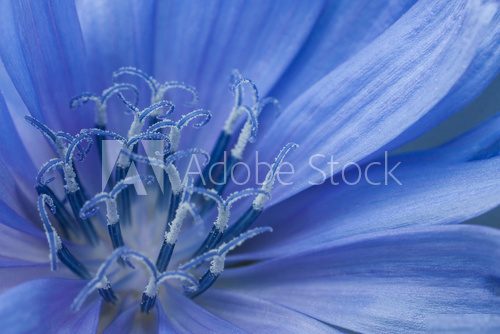 Explosion bleue en macro