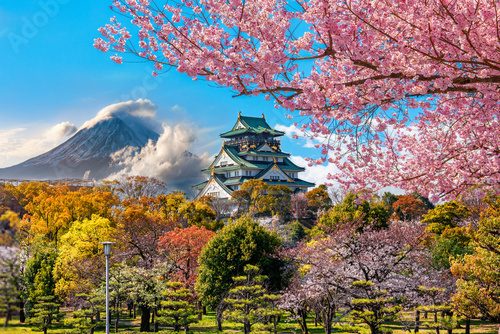 Explosion florale au cœur du Japon