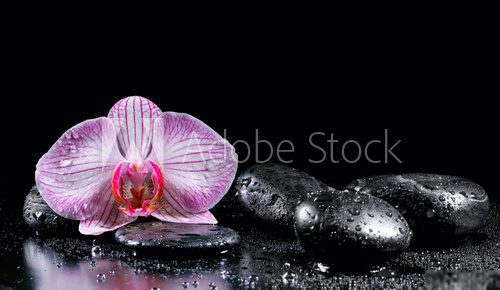 Harmonie zen avec orchidée et pierres