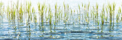 Reflets et sérénité au bord de l'eau