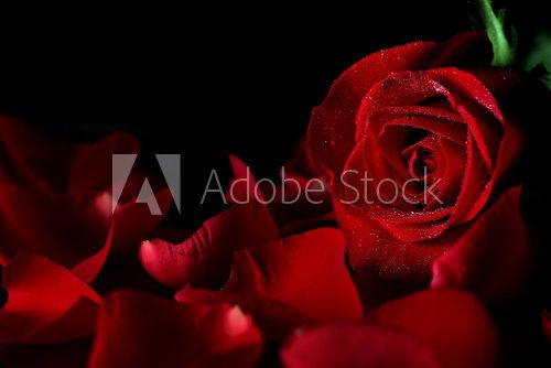 Rouge profond sous pluie de perles