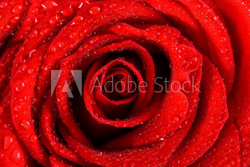 Rouge velouté sous gouttes fines