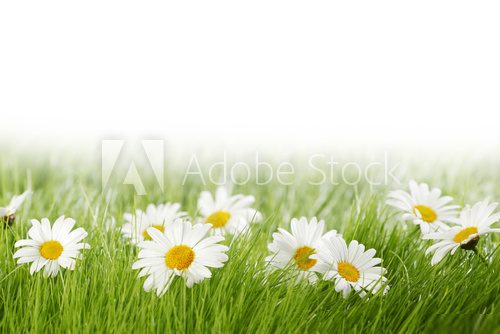 Sous un ciel clair de printemps