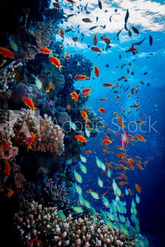 Vie marine colorée sur fond océanique