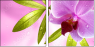20055851