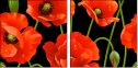 21375276