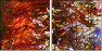 24600488