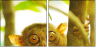 28835304
