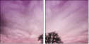65457825