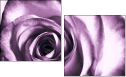 11865044