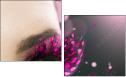28365450