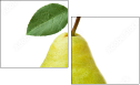 42343029