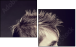43317658